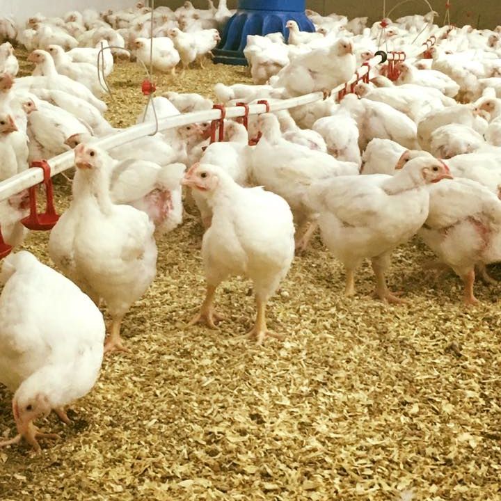Lokalt producerad frigående kyckling 