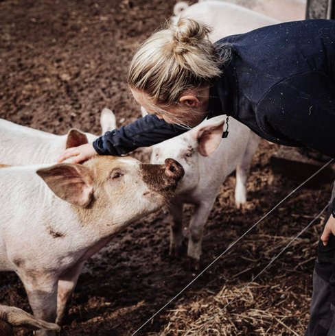 Lokalt producerad Duroc gris - utegrisar på Ekbackens Gård i Valinge, Varberg