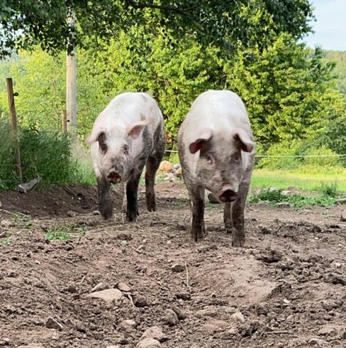 Lokalt producerad Duroc gris - utegrisar på Ekbackens Gård i Valinge, Varberg