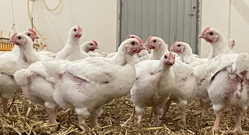 Frigående kyckling lokalt producerad på Ekbackens Fågel i Varberg